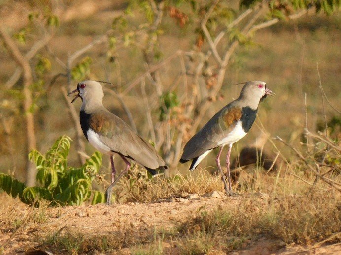 Quero-quero (Vanellus chilensis), ave limícola em área úmida