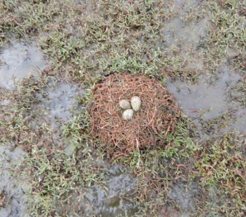 Pernilongo-de-costas-brancas (Himantopus melanurus), ave limícola residente