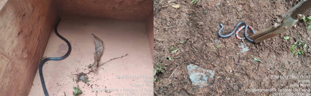 Resgate de fauna com Micrurus paraensis em supressão vegetal