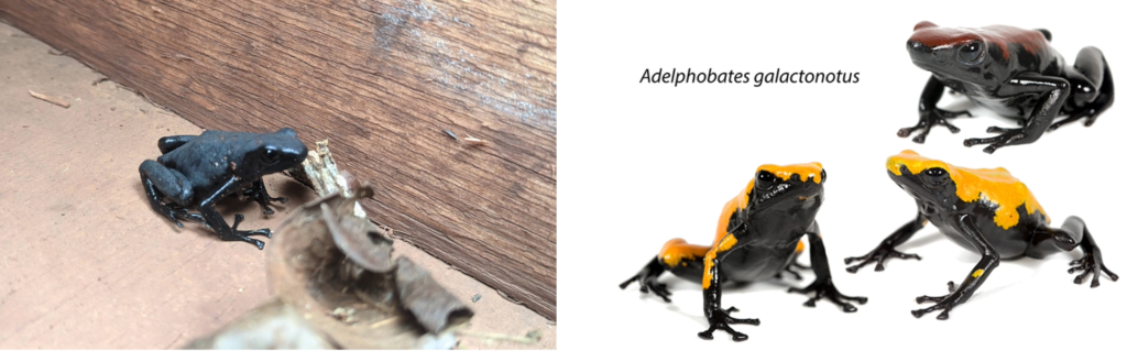 Resgate de fauna e identificação do Adelphobates galactonotus