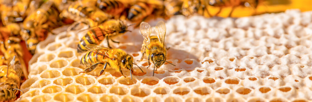 Abelhas-do-mel (Apis mellifera) trabalhando em favos de mel em uma colmeia