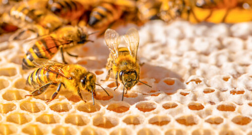 Abelhas-do-mel (Apis mellifera) trabalhando em favos de mel em uma colmeia